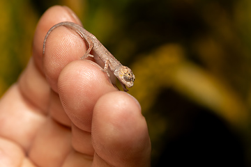 Image showing Short-nosed deceptive chameleon, Calumma fallax, juvenile, Ranomafana National Park, Madagascar wildlife