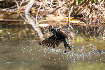 Image showing Crested Drongo, Dicrurus Forficatus, Ranomafana, Madagascar wildlife