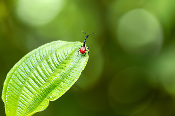 Image showing Male of Giraffe Weevil, Trachelophorus Giraffa, Ranomafana, Madagascar