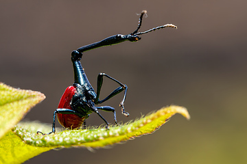 Image showing Male of Giraffe Weevil, Trachelophorus Giraffa, Ranomafana, Madagascar