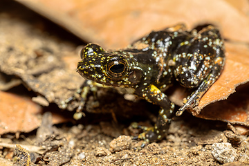 Image showing Mantidactylus lugubris, Ranomafana National Park, Madagascar wildlife