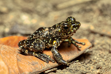 Image showing Mantidactylus lugubris, Ranomafana National Park, Madagascar wildlife