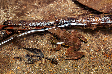 Image showing Mantidactylus majori, Ranomafana National Park, Madagascar wildlife