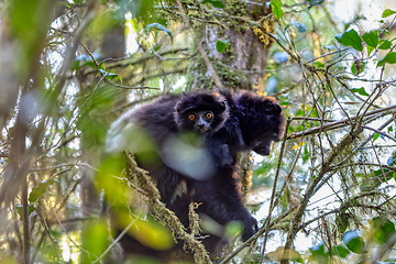 Image showing Black lemur Milne-Edwards's sifaka with baby, Propithecus edwardsi, Madagascar wildlife animal.