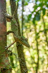 Image showing Mossy leaf-tailed gecko, Uroplatus sikorae, Ranomafana National Park, Madagascar