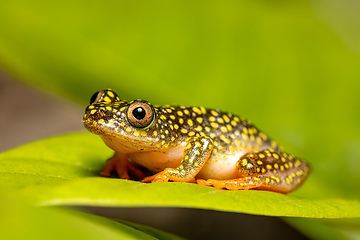 Image showing Starry Night Reed Frog, Heterixalus alboguttatus, Ranomafana. Madagascar wildlife