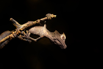 Image showing Satanic leaf-tailed gecko, Uroplatus phantasticus, Ranomafana National Park, Madagascar