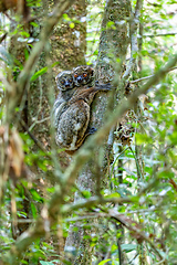 Image showing Avahi, Peyrieras' Woolly Lemur, Avahi peyrierasi, Madagascar wildlife