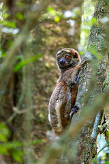 Image showing Avahi, Peyrieras' Woolly Lemur, Avahi peyrierasi, Madagascar wildlife animal.