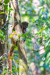 Image showing Avahi, Peyrieras' Woolly Lemur, Avahi peyrierasi, Madagascar wildlife animal.