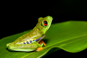 Image showing Red-eyed tree frog, Agalychnis callidryas, Cano Negro, Costa Rica wildlife