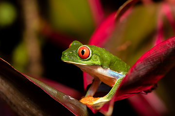 Image showing Red-eyed tree frog, Agalychnis callidryas, Cano Negro, Costa Rica wildlife