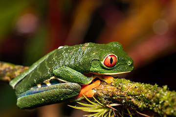 Image showing Red-eyed tree frog, Agalychnis callidryas, Cano Negro, Costa Rica wildlife