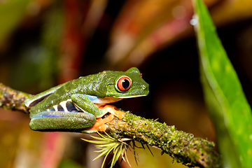 Image showing Red-eyed tree frog, Agalychnis callidryas, Cano Negro, Costa Rica wildlife