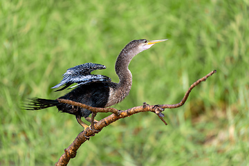 Image showing Snakebird, darter, American darter, or water turkey, Anhinga anhinga, Costa Rica