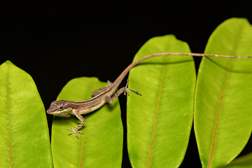 Image showing Anolis Limifrons, Cano Negro, Costa Rica