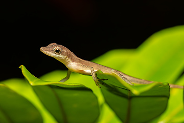 Image showing Anolis Limifrons, Cano Negro, Costa Rica