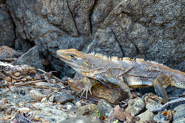 Image showing Black spiny-tailed iguana (Ctenosaura similis), Ocotal beach, Costa Rica wildlife