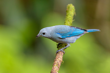 Image showing Blue-gray tanager, Thraupis episcopus, Costa Rica