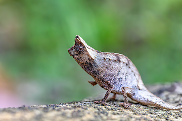 Image showing Perinet leaf chameleon, Brookesia theresieni, Reserve Peyrieras Madagascar Exotic. Madagascar wildlife