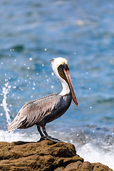 Image showing Brown pelican (Pelecanus occidentalis) Ocotal Beach, Costa Rica