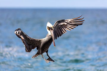 Image showing Brown pelican (Pelecanus occidentalis) Ocotal Beach, Costa Rica