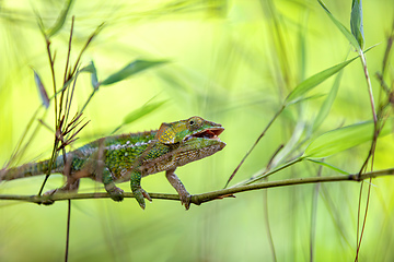 Image showing Short-horned chameleon, Calumma brevicorne, Andasibe-Mantadia National Park, Madagascar wildlife