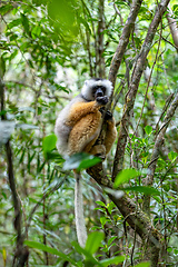 Image showing Lemur Diademed Sifaka, Propithecus diadema, Madagascar wildlife