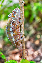 Image showing Panther chameleon, Furcifer pardalis, Reserve Peyrieras Madagascar Exotic, Madagascar wildlife