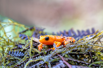 Image showing Golden Mantella, Mantella Aurantiaca, Madagascar wildlife