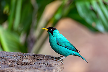 Image showing Green Honeycreeper - Chlorophanes spiza, Costa Rica