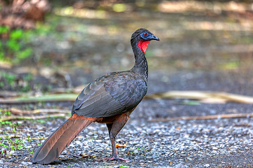 Image showing Crested Guan (Penelope purpurascens) in rainforest, Costa Rica