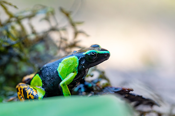 Image showing Baron's Mantella, Mantella Baroni, Endemic frog. Madagascar wildlife