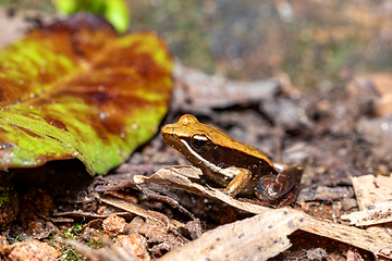 Image showing Mantidactylus melanopleura, Andasibe-Mantadia National Park, Madagascar wildlife