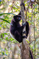 Image showing Black lemur Milne-Edwards's sifaka, Propithecus edwardsi, Madagascar wildlife animal.