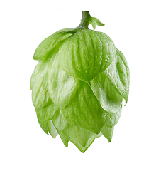 Image showing hop plant isolated