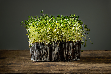 Image showing fresh green sprouts