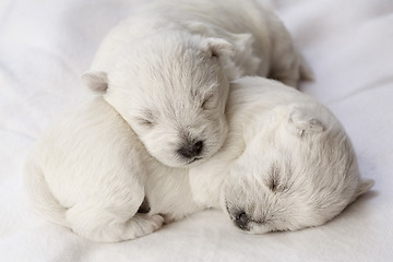 Image showing Sleeping puppies