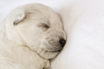 Image showing Sleeping puppy