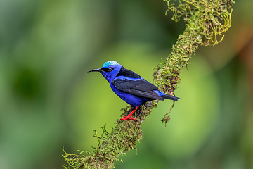 Image showing Red-legged honeycreeper, Cyanerpes cyaneus, La Fortuna, Costa Rica