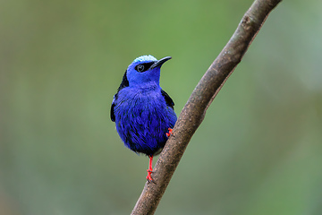 Image showing Red-legged honeycreeper, Cyanerpes cyaneus, La Fortuna, Costa Rica