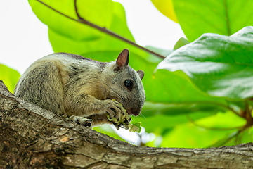 Image showing Variegated squirrel, Sciurus variegatoides, Coco, Costa rica wildlife