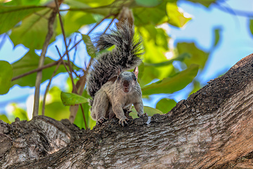 Image showing Variegated squirrel, Sciurus variegatoides, Coco, Costa rica wildlife