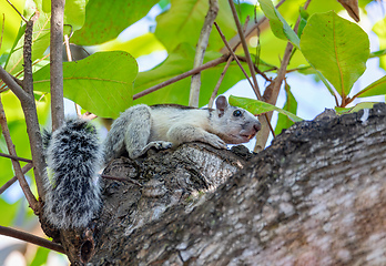 Image showing Variegated squirrel, Sciurus variegatoides, Coco, Costa rica wildlife