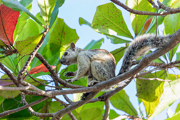 Image showing Variegated squirrel, Sciurus variegatoides, Coco, Costa rica wildlife