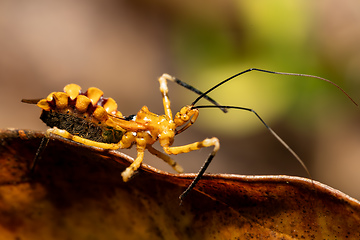 Image showing Assassin bugs, The Reduviidae sp., Analamazaotra National Park, Madagascar wildlife