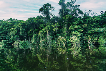 Image showing Dense Tropical Rain Forest, river Cano Muerto, Tortuguero, Costa rica