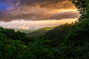 Image showing Dense Tropical Rain Forest, Santa Elena, Costa rica