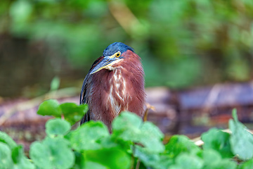 Image showing Little blue heron, Egretta caerulea, river Cano Muerto, Tortuguero, Costa Rica