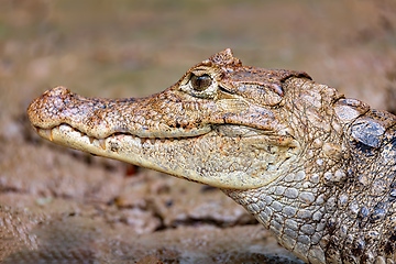 Image showing Spectacled caiman, Caiman crocodilus Cano Negro, Costa Rica.